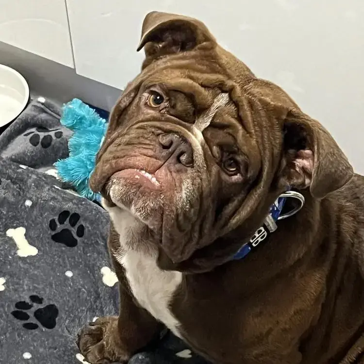 Bulldog
