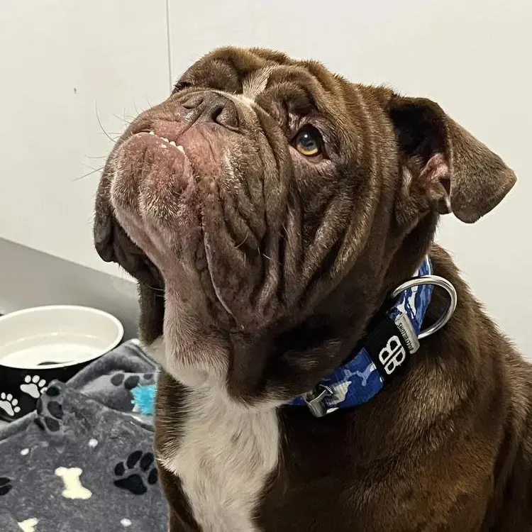 Bulldog