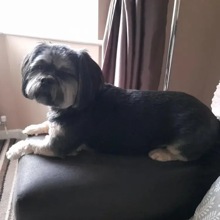 Lhasa Apso