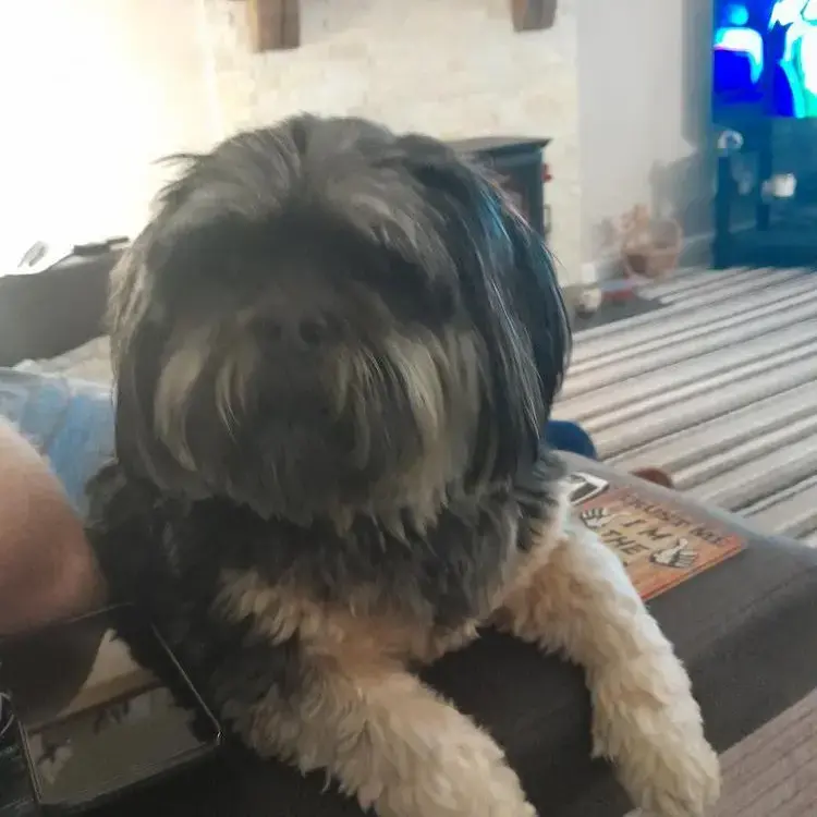 Lhasa Apso