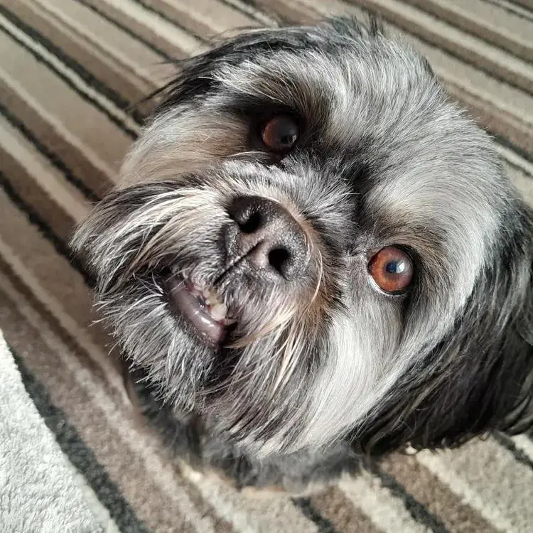 Lhasa Apso