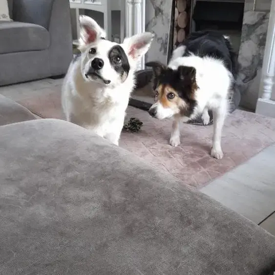 Collie (Smooth)