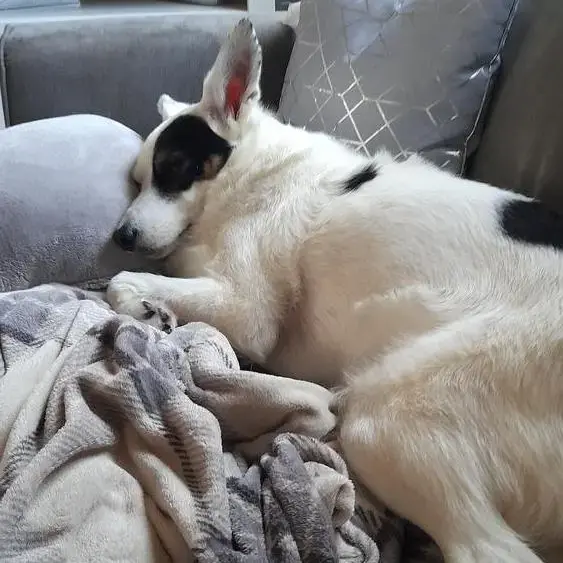 Collie (Smooth)