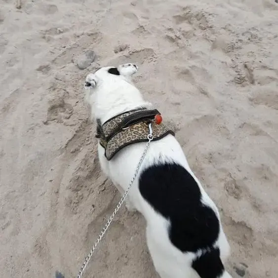 Collie (Smooth)