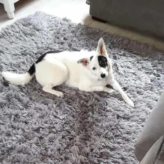 Collie (Smooth)
