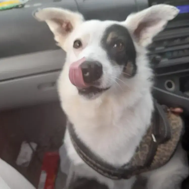 Collie (Smooth)