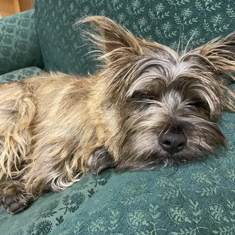 Cairn Terrier