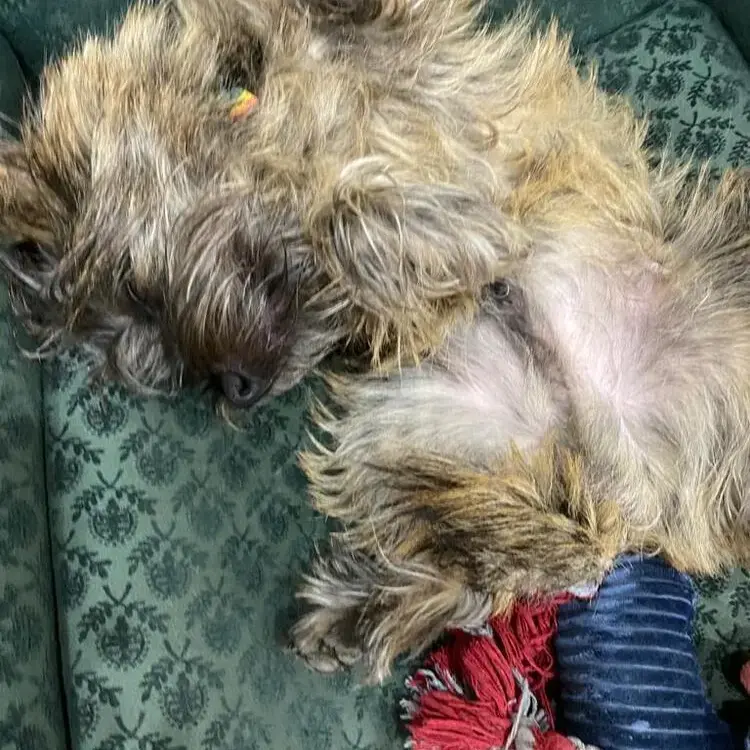 Cairn Terrier