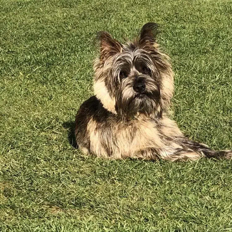 Cairn Terrier