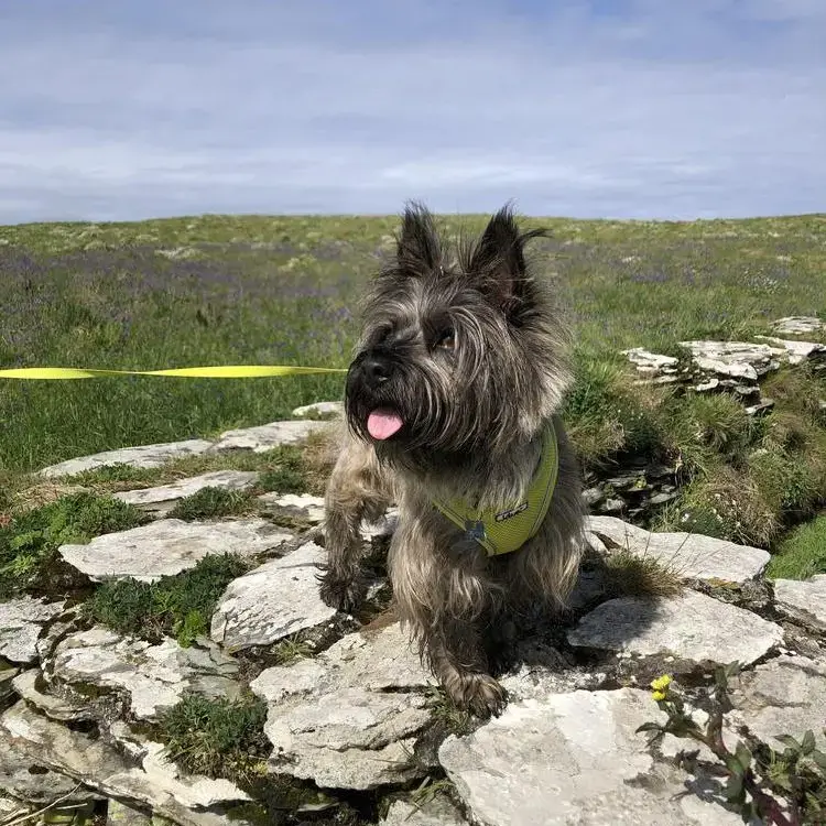 Cairn Terrier