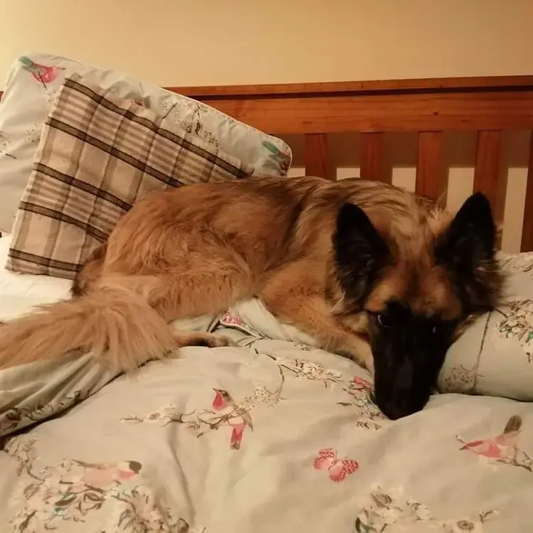 Belgian Shepherd Dog Malinois