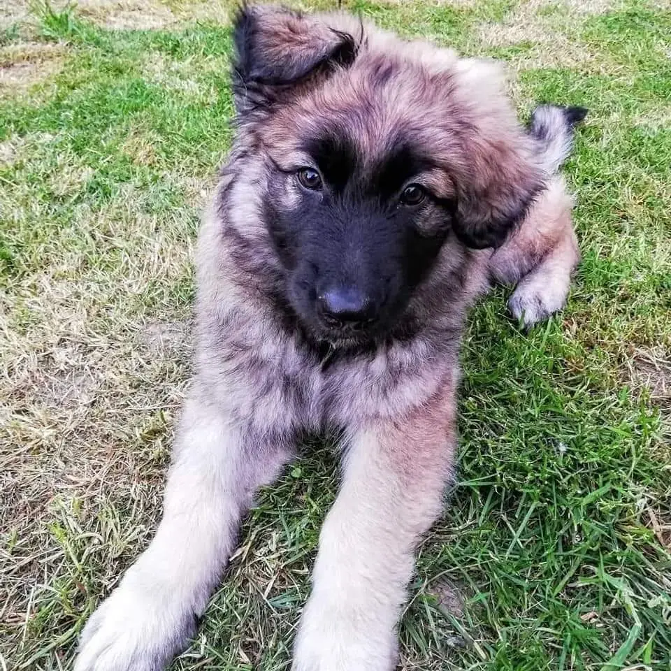 Belgian Shepherd Dog Malinois