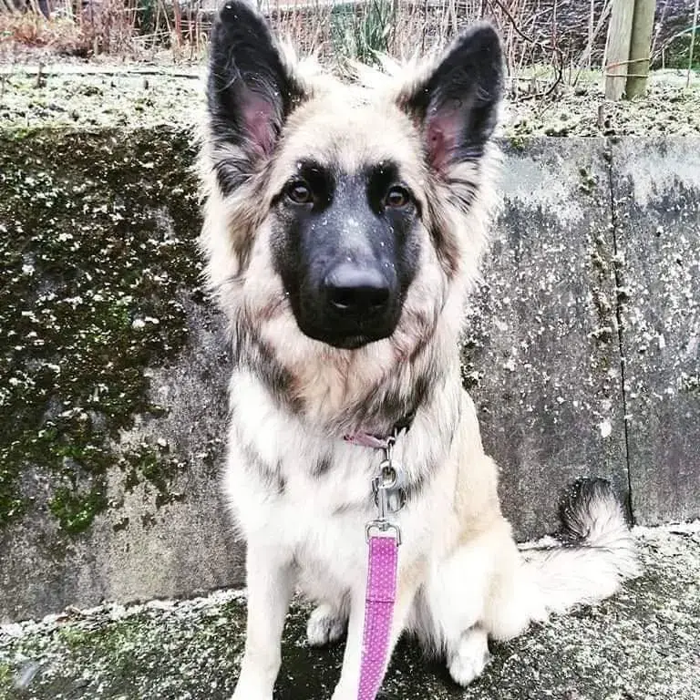 Belgian Shepherd Dog Malinois