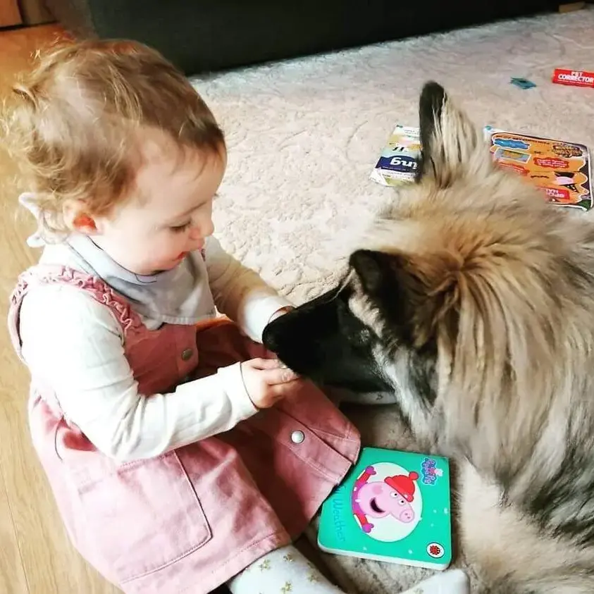 Belgian Shepherd Dog Malinois