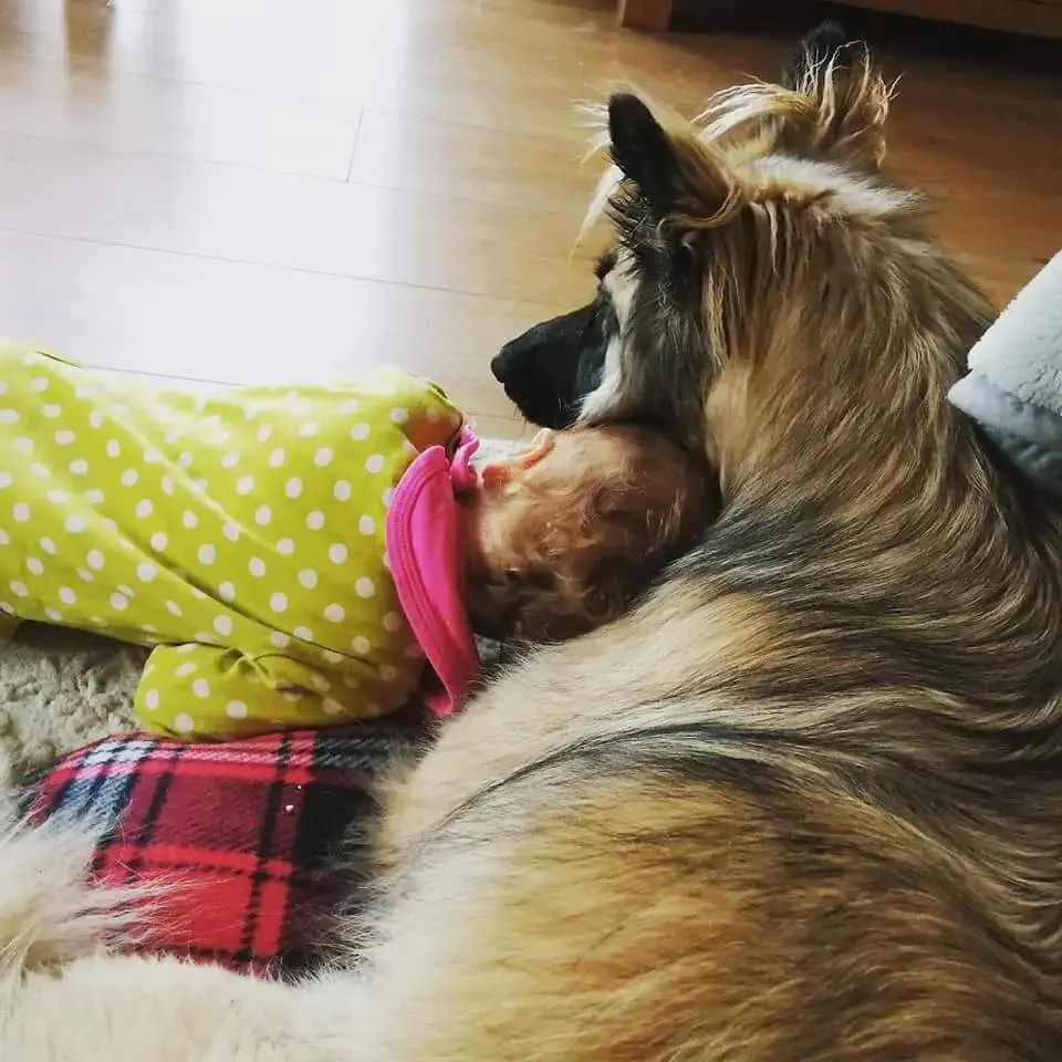 Belgian Shepherd Dog Malinois