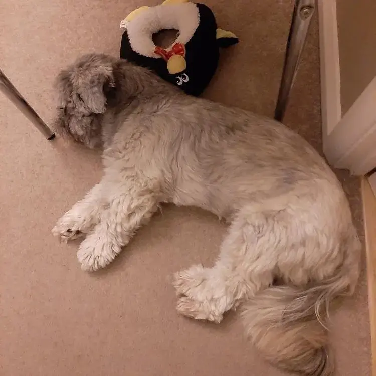 Shih Tzu