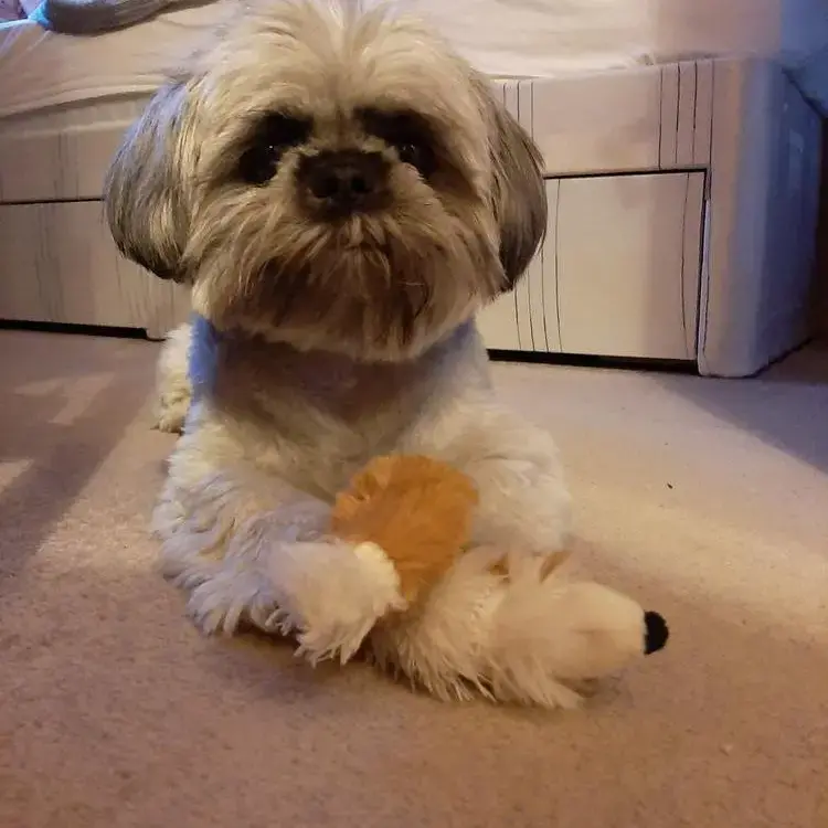 Shih Tzu