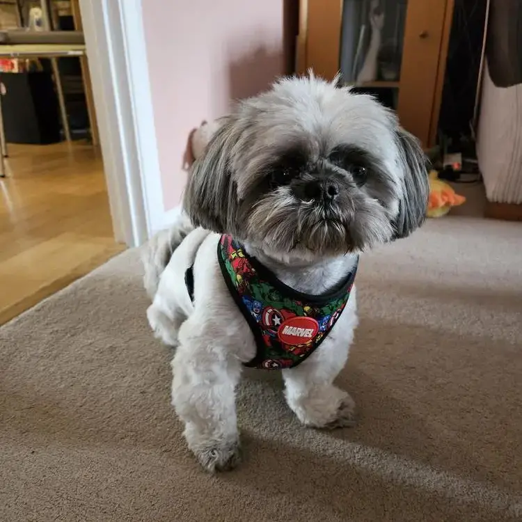 Elmo Shih Tzu Purina UK