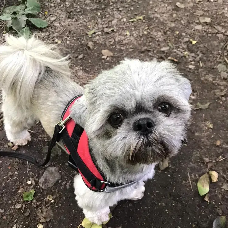 Shih Tzu