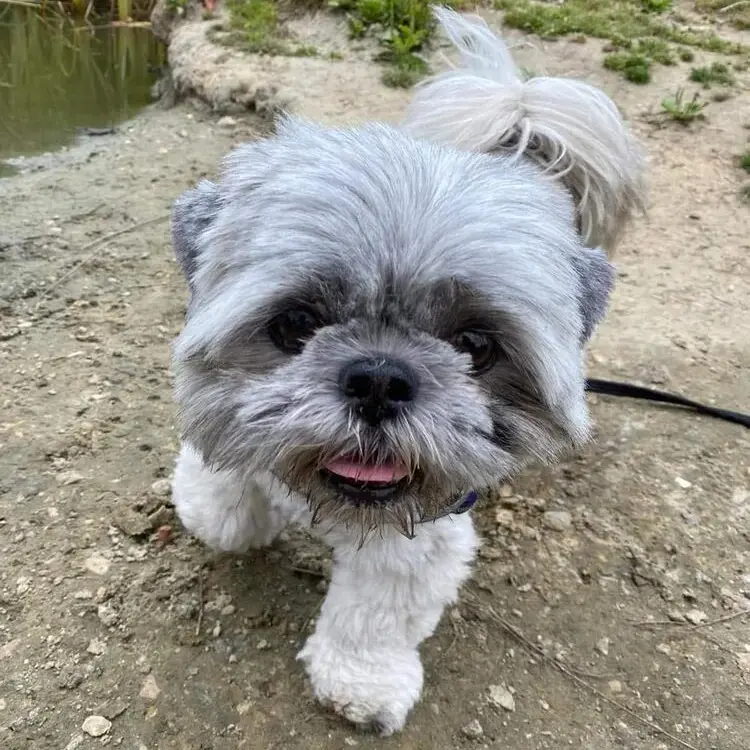 Shih Tzu