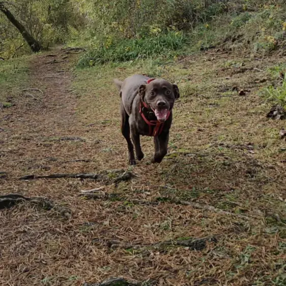 Labrador Retriever