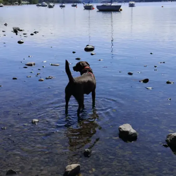 Labrador Retriever