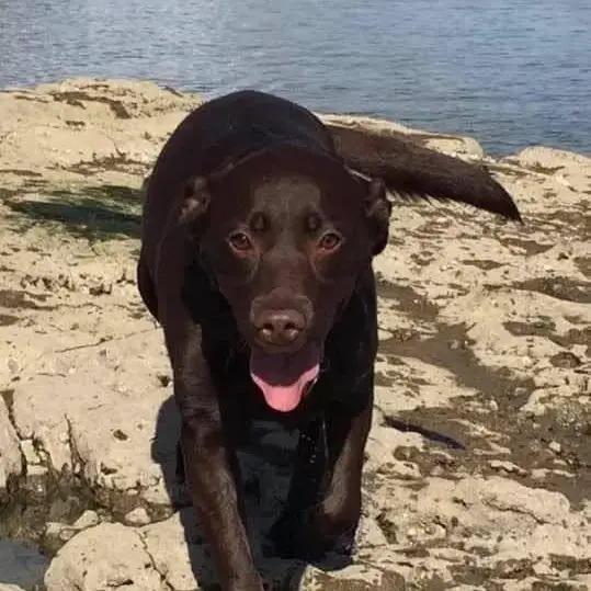 Labrador Retriever