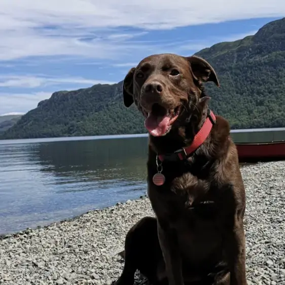Labrador Retriever