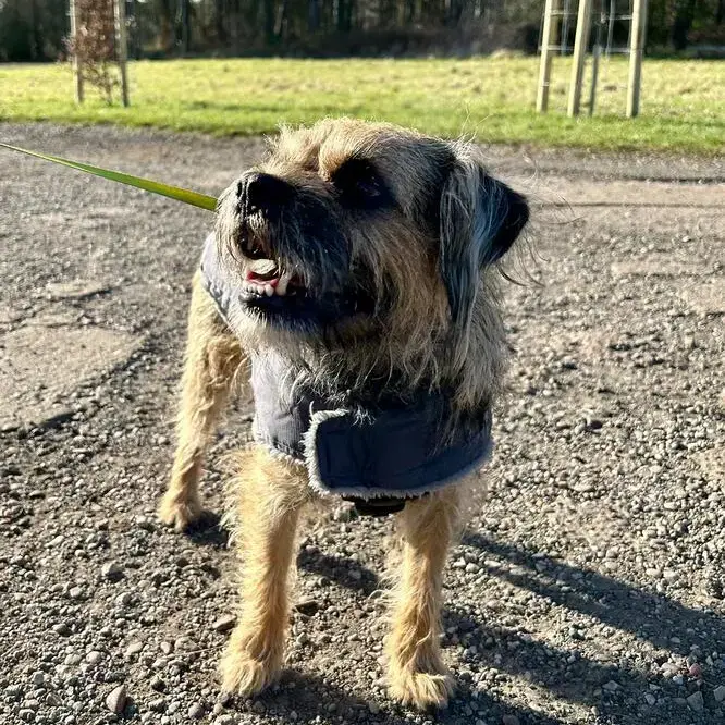 Border Terrier