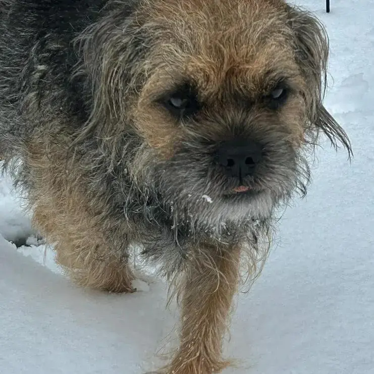 Border Terrier