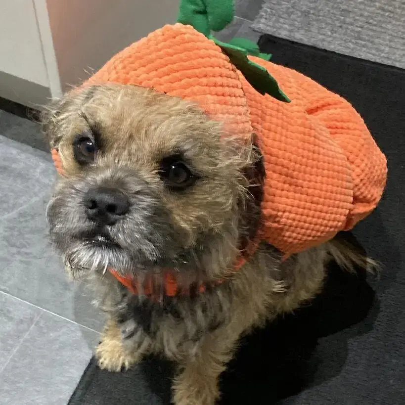 Border Terrier