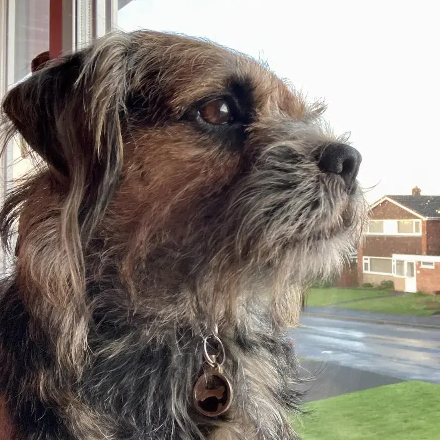 Border Terrier