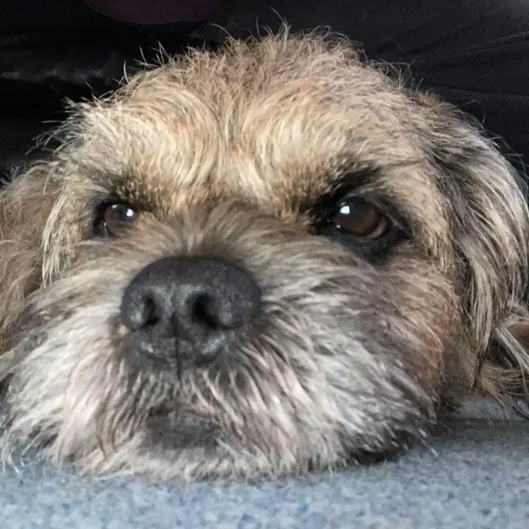 Border Terrier