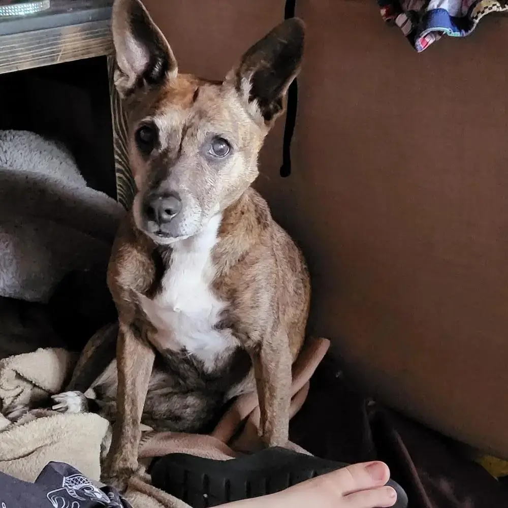 Staffordshire Bull Terrier