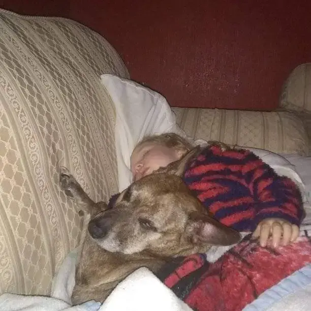 Staffordshire Bull Terrier