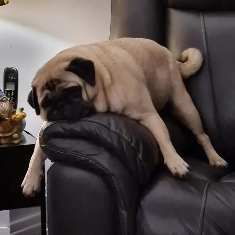 Pug