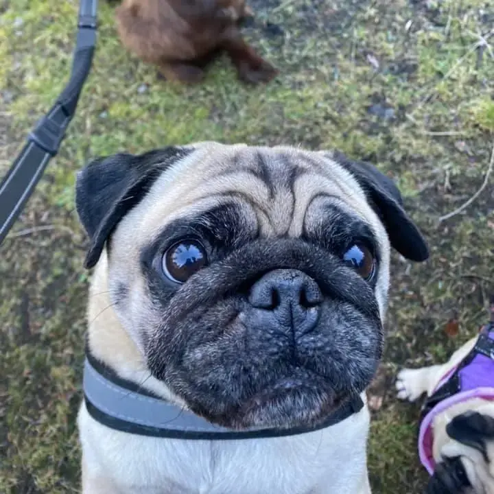 Pug