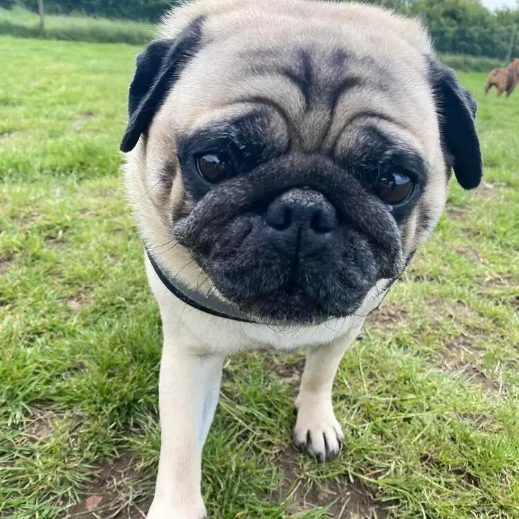 Pug