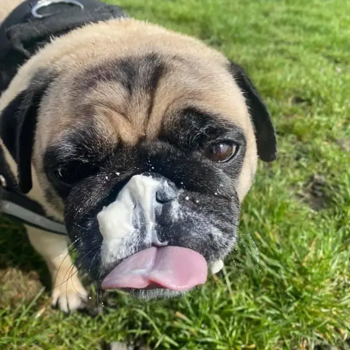 Pug