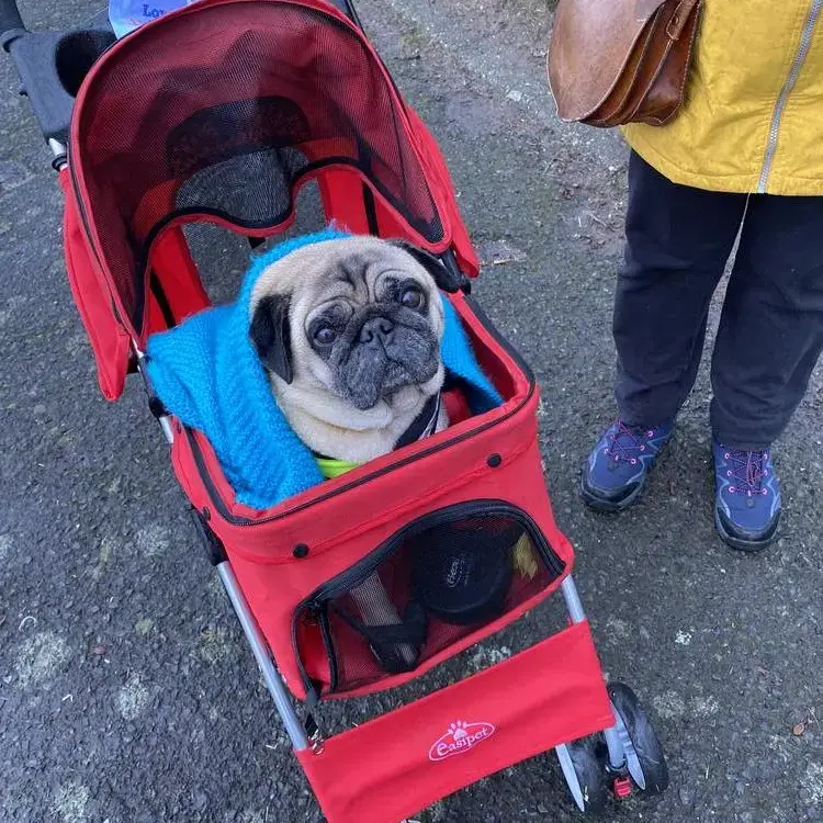 Pug