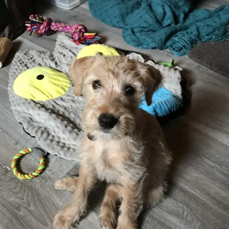 Soft Coated Wheaten Terrier