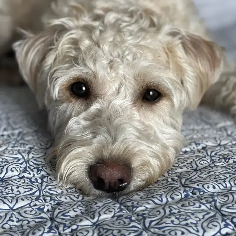 Soft Coated Wheaten Terrier