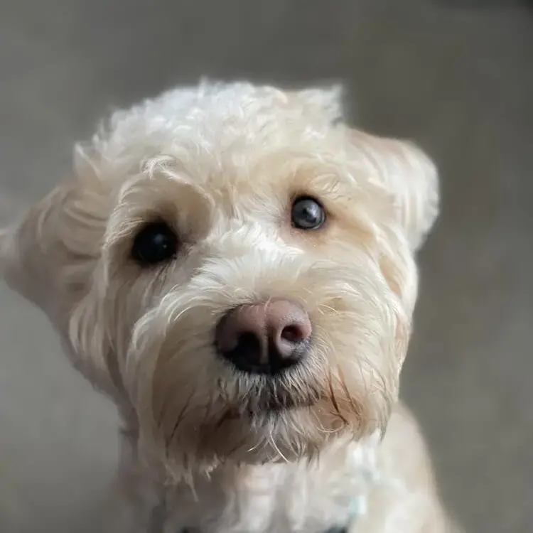 Soft Coated Wheaten Terrier