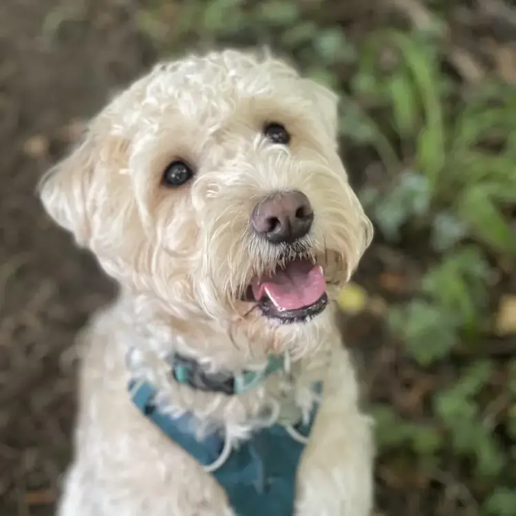 Soft Coated Wheaten Terrier