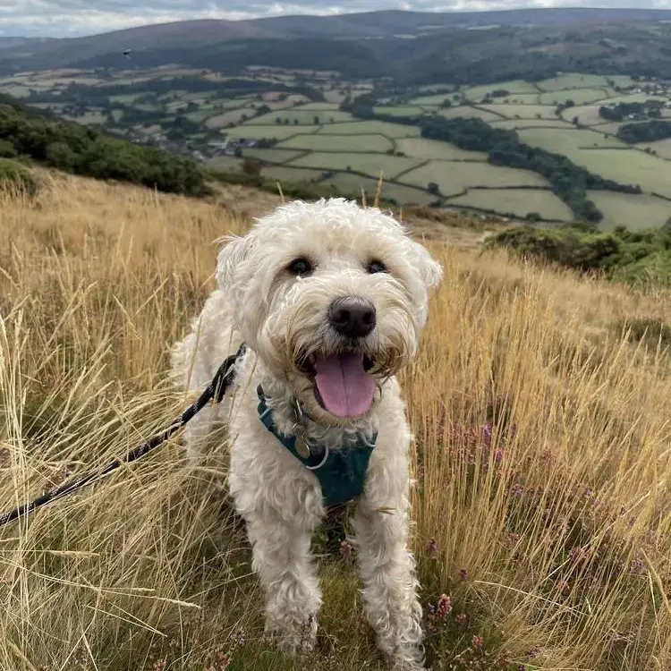Soft Coated Wheaten Terrier
