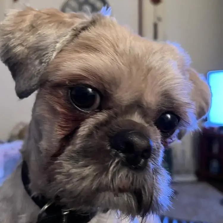Shih Tzu