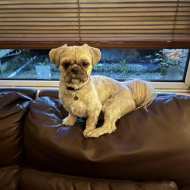 Shih Tzu