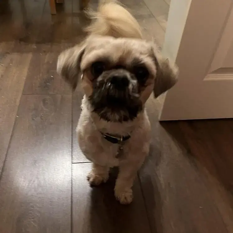 Shih Tzu
