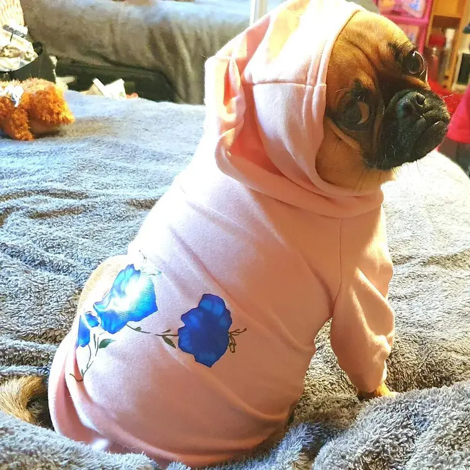 Pug