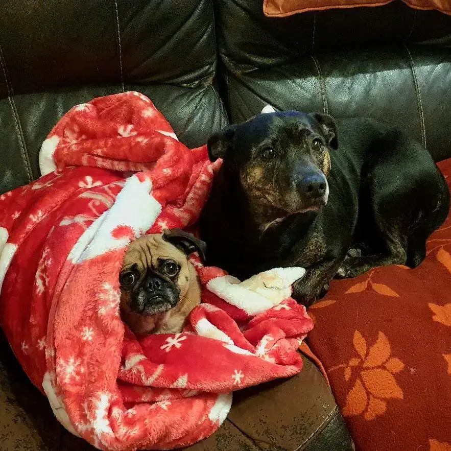 Pug